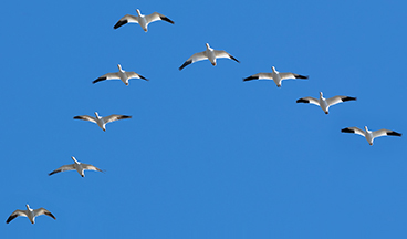 Snow Goose